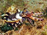 17_Flambuoyant Cuttlefish